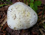 Amanita praelongispora image