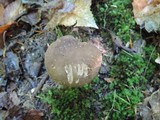 Boletus variipes image