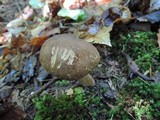 Boletus variipes image