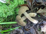 Boletus variipes image