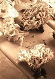 Polyporus umbellatus image