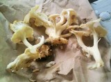 Polyporus umbellatus image