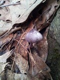 Entoloma violaceum image