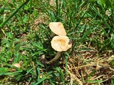 Marasmius oreades image