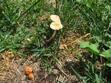 Marasmius oreades image