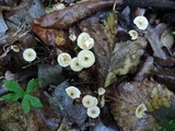 Crinipellis setipes image