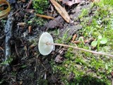 Crinipellis setipes image