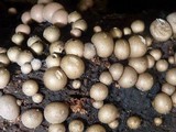 Lycogala epidendrum image