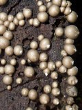 Lycogala epidendrum image