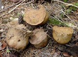 Calvatia craniiformis image