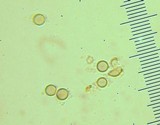Calvatia craniiformis image