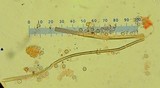 Calvatia craniiformis image