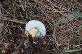 Tylopilus felleus image