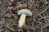 Tylopilus felleus image
