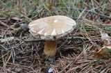 Tylopilus felleus image