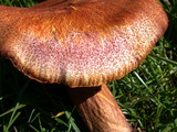 Tricholomopsis rutilans image