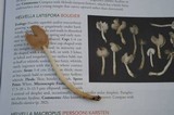 Helvella latispora image