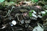 Helvella macropus image