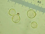 Amanita sect. Vaginatae image