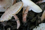 Lepiota lilacea image