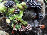 Metatrichia vesparium image