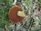 Boletus vermiculosus image
