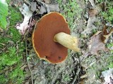Boletus vermiculosus image