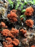 Metatrichia vesparium image