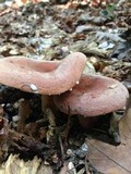 Lactarius corrugis image