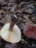 Lactarius corrugis image
