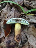 Boletus vermiculosoides image