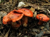 Cortinarius erythraeus image