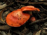 Cortinarius erythraeus image
