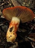 Cortinarius erythraeus image