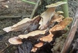 Trametes ochracea image