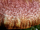 Tricholomopsis rutilans image