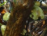 Hypholoma subviride image