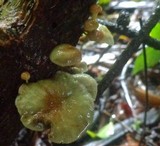Hypholoma subviride image