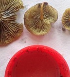 Hypholoma subviride image