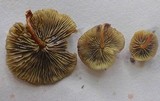 Hypholoma subviride image