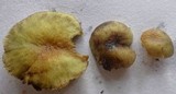 Hypholoma subviride image
