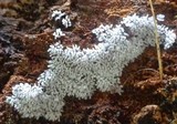 Ceratiomyxa fruticulosa var. fruticulosa image