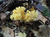 Ramaria flava image