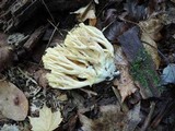 Ramaria flava image