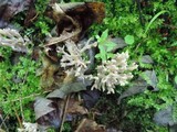 Clavulina cinerea image