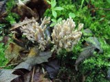 Clavulina cinerea image