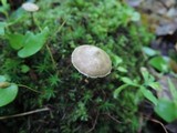 Entoloma conicum image