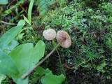 Entoloma conicum image