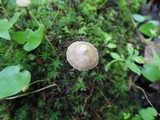 Entoloma conicum image