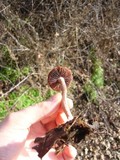 Psathyrella bipellis image